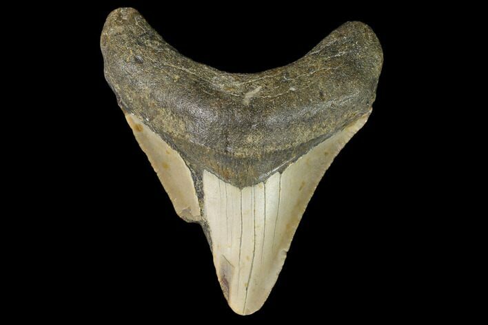 Bargain, Fossil Megalodon Tooth - North Carolina #124759